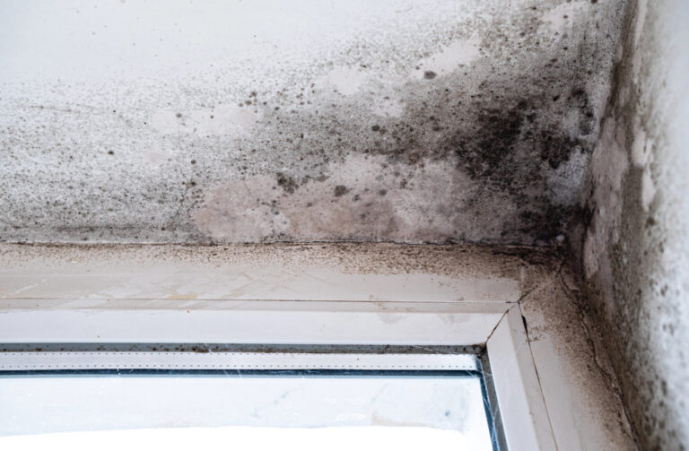 Dégradation par humidité avec moisissure noire dans le coin plafond-mur près de la fenêtre