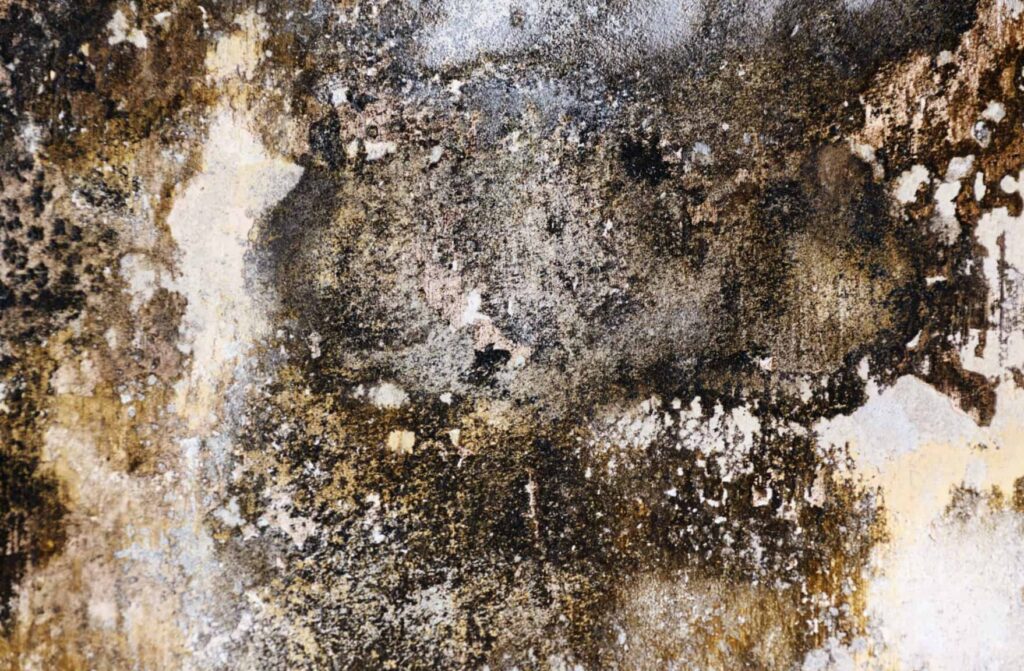 Moisissure sur les murs de la maison : attention à l’humidité présente dans les pièces et les parois murales !